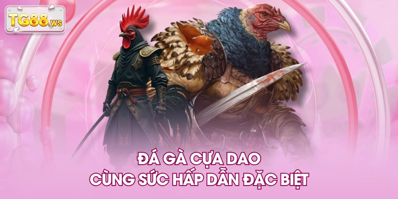 Đá gà cựa dao cùng sức hấp dẫn đặc biệt Đá gà cựa dao cùng sức hấp dẫn đặc biệt