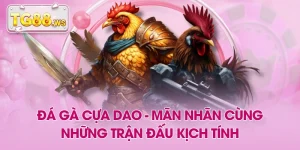 Đá Gà Cựa Dao - Mãn Nhãn Cùng Những Trận Đấu Kịch Tính