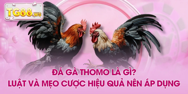 Đá Gà Thomo Là Gì? Luật Và Mẹo Cược Hiệu Quả Nên Áp Dụng
