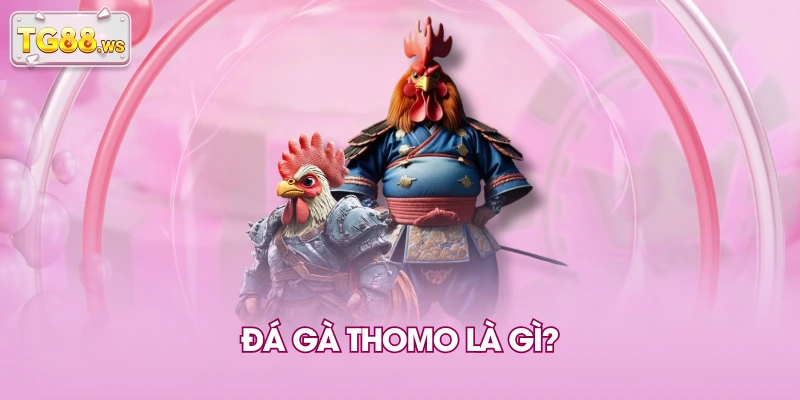 Đá gà Thomo là gì?