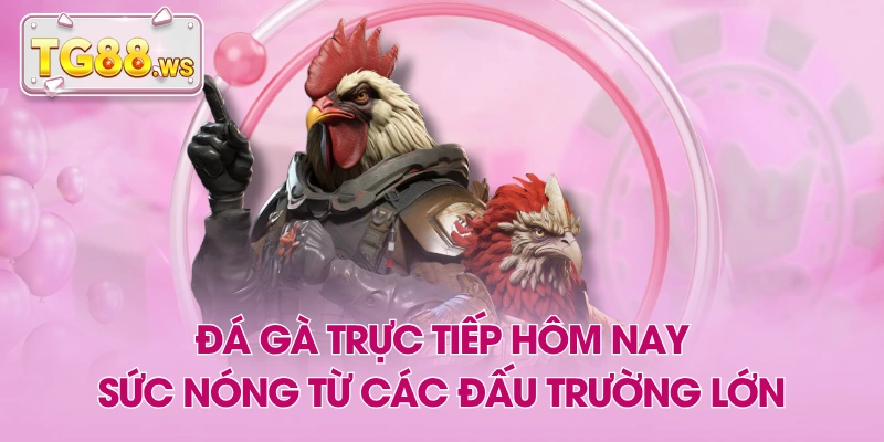 Đá Gà Trực Tiếp Hôm Nay - Sức Nóng Từ Các Đấu Trường Lớn