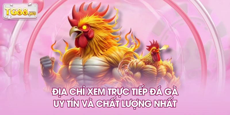 Địa chỉ xem trực tiếp đá gà uy tín và chất lượng nhất Địa chỉ xem trực tiếp đá gà uy tín và chất lượng nhất
