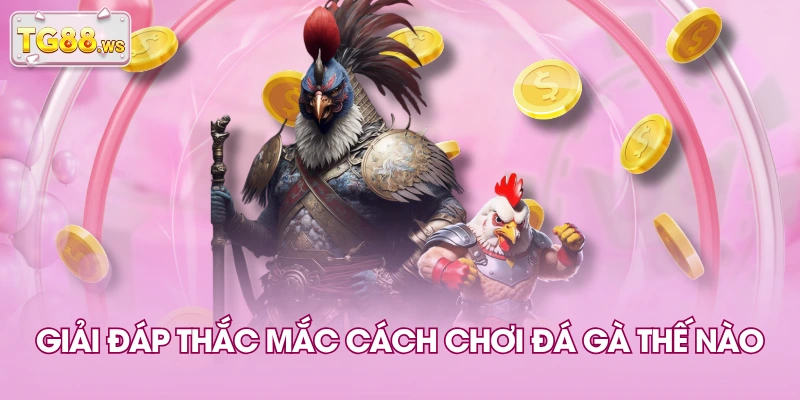 Giải đáp thắc mắc cách chơi đá gà thế nào