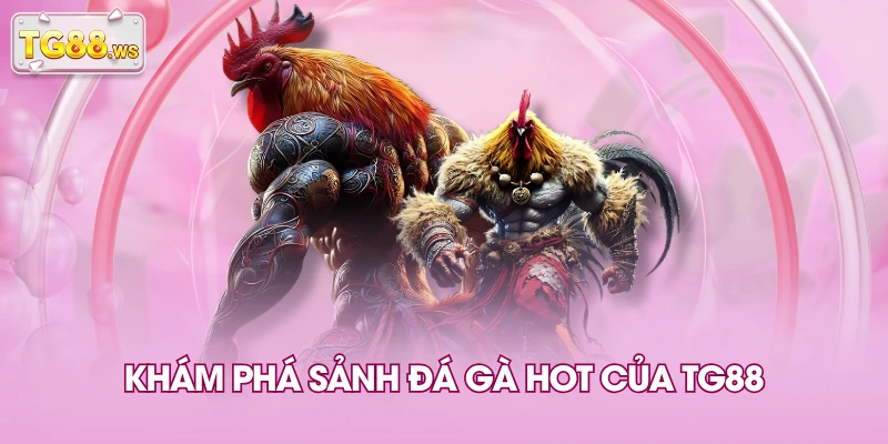 Khám phá sảnh đá gà hot của TG88 Khám phá sảnh đá gà hot của TG88