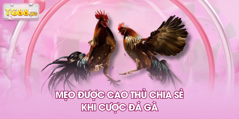 Mẹo được cao thủ chia sẻ khi cược đá gà