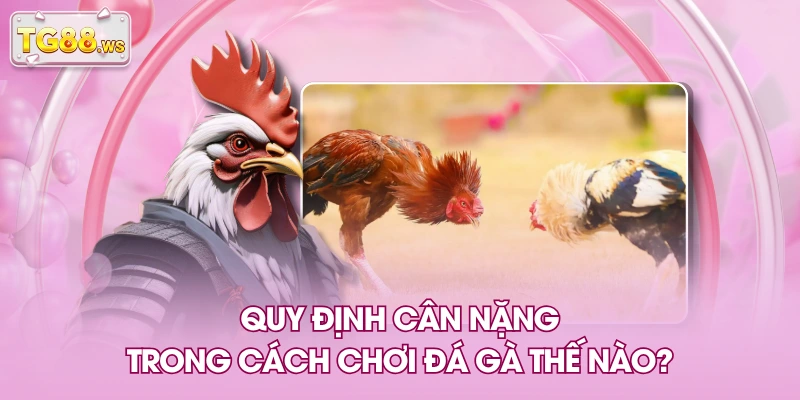 Quy định cân nặng trong cách chơi đá gà thế nào? Quy định cân nặng trong cách chơi đá gà thế nào?