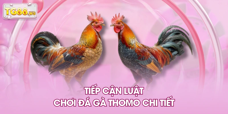 Tiếp cận luật chơi đá gà Thomo chi tiết