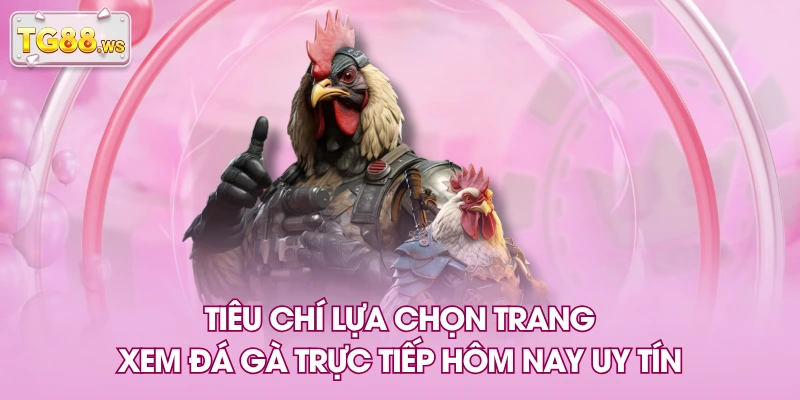 Tiêu chí lựa chọn trang xem đá gà trực tiếp hôm nay uy tín Tiêu chí lựa chọn trang xem đá gà trực tiếp hôm nay uy tín